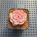 Echeveria 'Kong Sugar Heart' 1" Succulent Plant Cutting
