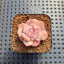 Echeveria 'Kong Sugar Heart' 1" Succulent Plant Cutting