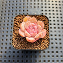 Echeveria 'Kong Sugar Heart' 1" Succulent Plant Cutting