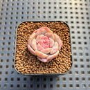 Echeveria 'Kong Sugar Heart' 1" Succulent Plant Cutting