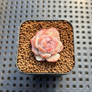 Echeveria 'Kong Sugar Heart' 1" Succulent Plant Cutting