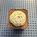Echeveria 'Persian Princess' 1" Succulent Plant Cutting