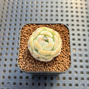 Echeveria 'Persian Princess' 1" Succulent Plant Cutting