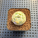 Echeveria 'Persian Princess' 1" Succulent Plant Cutting
