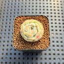 Echeveria 'Persian Princess' 1" Succulent Plant Cutting