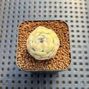 Echeveria 'Persian Princess' 1" Succulent Plant Cutting