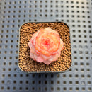 Echeveria 'Graceful Ripple' 1" Succulent Plant Cutting