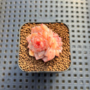 Echeveria 'Graceful Ripple' 1" Succulent Plant Cutting