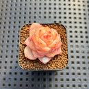 Echeveria 'Graceful Ripple' 1" Succulent Plant Cutting