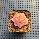 Echeveria 'Graceful Ripple' 1" Succulent Plant Cutting