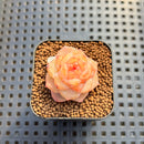 Echeveria 'Graceful Ripple' 1" Succulent Plant Cutting