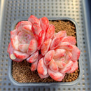 Echeveria 'Orange Monroe' 2" Succulent Plant Cutting