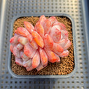 Echeveria 'Orange Monroe' 2" Succulent Plant Cutting