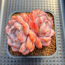 Echeveria 'Orange Monroe' 2" Succulent Plant Cutting