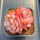 Echeveria 'Orange Monroe' 2" Succulent Plant Cutting