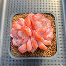 Echeveria 'Orange Monroe' 2" Succulent Plant Cutting