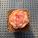 Echeveria 'Ooh La La' 1" Succulent Plant Cutting
