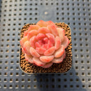 Echeveria 'Ooh La La' 1" Succulent Plant Cutting