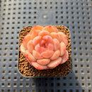 Echeveria 'Ooh La La' 1" Succulent Plant Cutting
