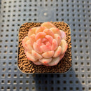 Echeveria 'Ooh La La' 1" Succulent Plant Cutting