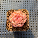 Echeveria 'Ooh La La' 1" Succulent Plant Cutting