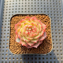 Echeveria 'Lingguang' 2" Succulent Plant Cutting