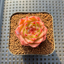 Echeveria 'Lingguang' 2" Succulent Plant Cutting