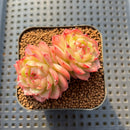 Echeveria 'Lingguang' 2" Succulent Plant Cutting