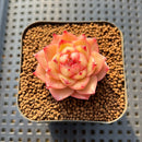 Echeveria 'Lingguang' 2" Succulent Plant Cutting