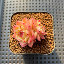 Echeveria 'Lingguang' 2" Succulent Plant Cutting