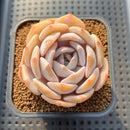 Echeveria 'Chirping Rain' 2" Succulent Plant Cutting