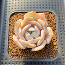 Echeveria 'Chirping Rain' 2" Succulent Plant Cutting
