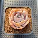 Echeveria 'Chirping Rain' 2" Succulent Plant Cutting