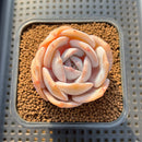 Echeveria 'Chirping Rain' 2" Succulent Plant Cutting