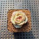Echeveria 'Caichen' 1" Succulent Plant Cutting