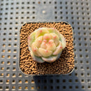 Echeveria 'Caichen' 1" Succulent Plant Cutting