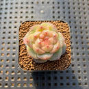 Echeveria 'Caichen' 1" Succulent Plant Cutting