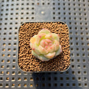 Echeveria 'Caichen' 1" Succulent Plant Cutting