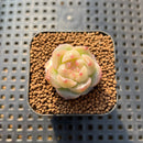 Echeveria 'Caichen' 1" Succulent Plant Cutting