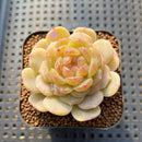 Echeveria 'White Lover' 2"-3" Succulent Plant Cutting