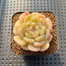 Echeveria 'White Lover' 2"-3" Succulent Plant Cutting