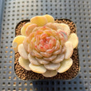 Echeveria 'White Lover' 2"-3" Succulent Plant Cutting