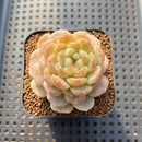 Echeveria 'White Lover' 2"-3" Succulent Plant Cutting