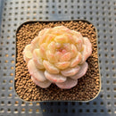 Echeveria 'White Lover' 2"-3" Succulent Plant Cutting