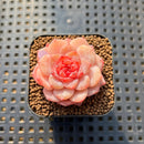 Echeveria 'Apparition' 1" Succulent Plant Cutting