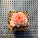 Echeveria 'Apparition' 1" Succulent Plant Cutting