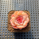 Echeveria 'Apparition' 1" Succulent Plant Cutting