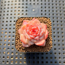 Echeveria 'Apparition' 1" Succulent Plant Cutting