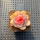 Echeveria 'Apparition' 1" Succulent Plant Cutting