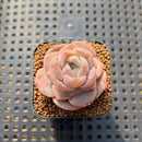 Echeveria 'Lychee Powder' 2" Succulent Plant Cutting